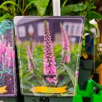Veronika špicatá (Veronica spicata) ´CANDLE PINK´ - kont. C1L